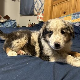 Casey - Blue merle Toy Australian Shepherd puppy in Marshall, Missouri from Schuber's Stockdogs