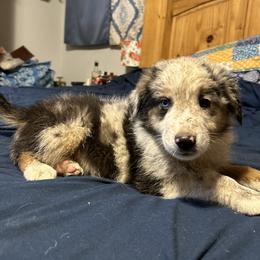 Casey - Blue merle Toy Australian Shepherd puppy in Marshall, Missouri from Schuber's Stockdogs