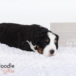 Bernedoodle Puppies from Bernedoodle Bliss