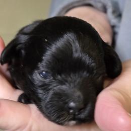 Taffy - Black female Poodle puppy in La Pine, Oregon from Happier with Dogs