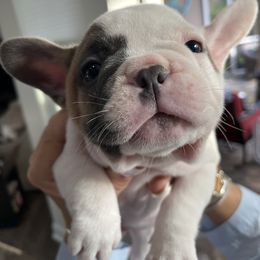 French Bulldog Puppies from Flat Face French Bulldogs