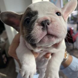 French Bulldog Puppies from Flat Face French Bulldogs