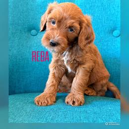 Reba - Red  female Goldendoodle puppy in Glendale, Arizona from Follow Your Bliss Doodles