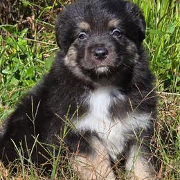 Boy 3 - Black tri-color male Australian Shepherd puppy in Deer Lodge, Tennessee from KSH Aussie Haven