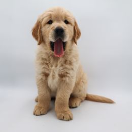 Golden Retriever Puppies from Wild Hearts Goldens