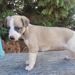 Sirius - Blue fawn male Whippet puppy in Goldendale, Washington from Amulet Charm
