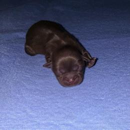 Girl 4 - Chocolate female Shih Tzu puppy in Groveland, Florida from Jenny's Shih Tzus