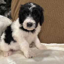 Zeus - Parti male Poodle puppy in Mobile, Alabama from Semmy’s Standard Poodle LLC