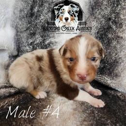 Boy 4 - Red merle male Australian Shepherd puppy in Harpers Ferry, Iowa from Wexford Creek Aussies, LLC