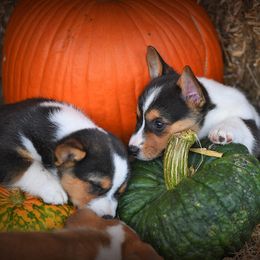 Pembroke Welsh Corgi Puppies from Dream Corgis