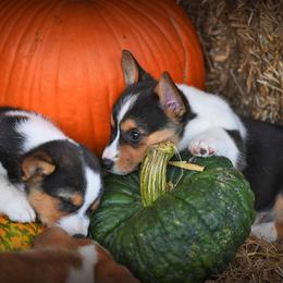 Pembroke Welsh Corgi Puppies from Dream Corgis