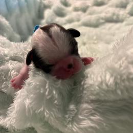 Bruno - Tricolor male Shih Tzu puppy in Sebring, Florida from Amarilys ShihTzus & Poodles