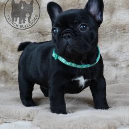 Mini - Black female French Bulldog puppy in Schaumburg, Illinois from A & B French Bulldogs