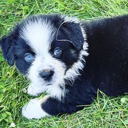 Australian Shepherds from Hali's Aussies