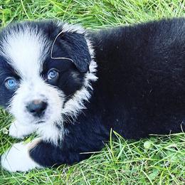 Australian Shepherds from Hali's Aussies