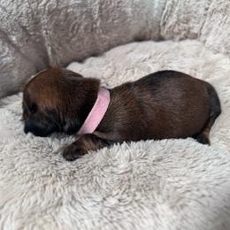 Meet sweet Zaria - Wild boar female Dachshund puppy in Proctor, Montana from Blue Star Dachshunds