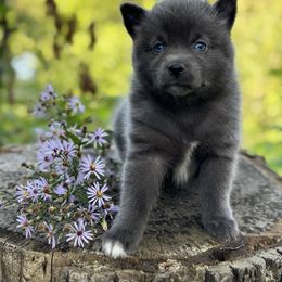 Pomsky Puppies from Ritzy Puppies