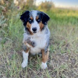 Ruby - Australian Shepherd