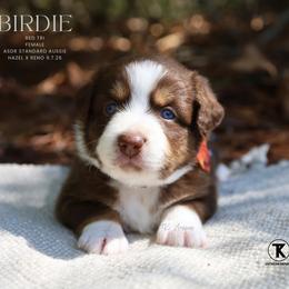 Birdie- Red Tri Female - Red tri-color female Australian Shepherd puppy in Nacogdoches, Texas from TK Standard, Mini, & Toy Aussies