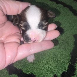 HONEY - White and red female Papillon puppy in Hollister, Missouri from Swan Creek Kennel