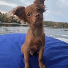 Moses - Red and brown male Russian Toy puppy in Eagle, Wisconsin from Nesting Dolls