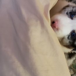 Border Collie Puppies from Janese's Border Collies