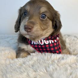 Dachshund Puppies from The Dach House