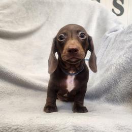 Lance - Piebald male Dachshund puppy in Trenton, Florida from Kings Dachshunds