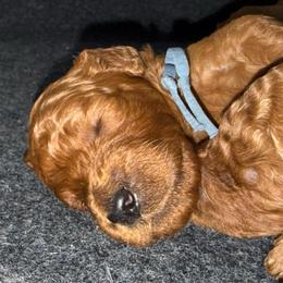 Blue - Red  male Poodle puppy in Keedysville, Maryland from Sunshine Red Standard Poodles