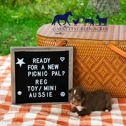 Miniature Australian Shepherd and Toy Australian Shepherd Puppies from Garretts Green Acres