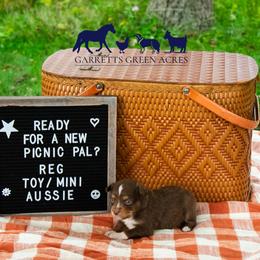 Miniature Australian Shepherd and Toy Australian Shepherd Puppies from Garretts Green Acres