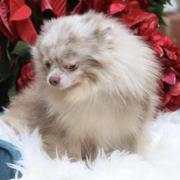 Lilah - Pomeranian