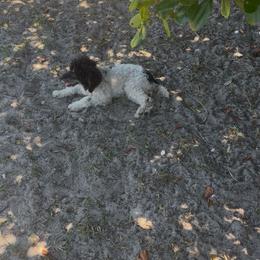 Poodle puppies from In the Name of Fluff