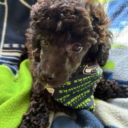 Dorothy - Black female Poodle puppy in Burien, Washington from South Sound Doodles