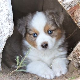 Miniature Australian Shepherd Puppies from Bock's Mini Aussies