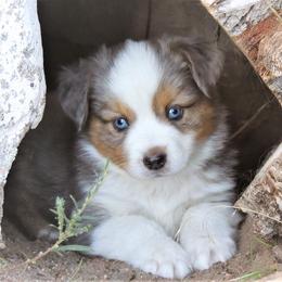 Miniature Australian Shepherd Puppies from Bock's Mini Aussies