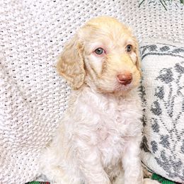 Archer - Apricot Goldendoodle puppy in Lititz, Pennsylvania from Heyday Doodles
