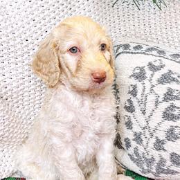 Archer - Apricot Goldendoodle puppy in Lititz, Pennsylvania from Heyday Doodles