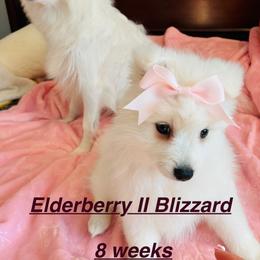 Elderberry II Blizzard - White female Japanese Spitz puppy in Gaithersburg, Maryland from Konalae Japanese Spitz Jr.