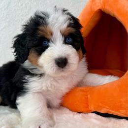 Zion - Guardian Home Opportunity - Tri-color male Bernedoodle puppy in Concord, California from Golden State Good Dogs