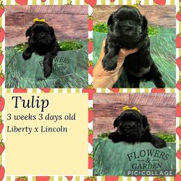 Tulip - Black female Shih Tzu puppy in Beatrice, Nebraska from I Shih Tzu Not Puppies
