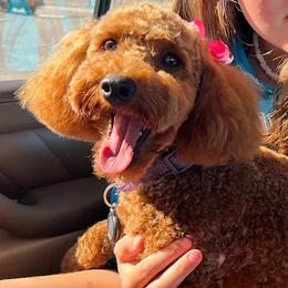 Tetonia - Poodle