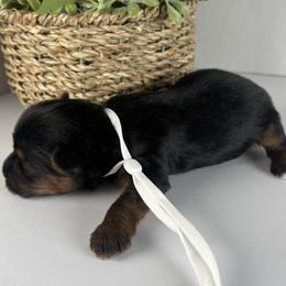 White girl - Black and tan female Yorkshire Terrier puppy in Gainesville, Georgia from Country Dog Kennels.