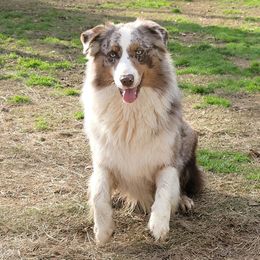Taz - Australian Shepherd