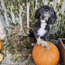 Violet - Black and white female Aussiedoodle puppy in Hopkins, Missouri from Mowry Creek Mini Aussiedoodles and More