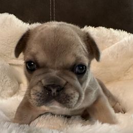 French Bulldog Puppies from Frenchiesbysouthernbell