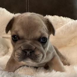 French Bulldog Puppies from Frenchiesbysouthernbell