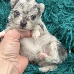 Static - Blue merle male Pomeranian puppy in Franklin, North Carolina from A&J Cutie Pawtooties