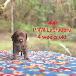 Marv - Chocolate male Labrador Retriever puppy in Rogue River, Oregon from PNW Labradors