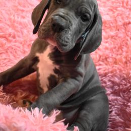 Light Blue Collar Blue Female - Great Dane puppy from Texas Blue Danes